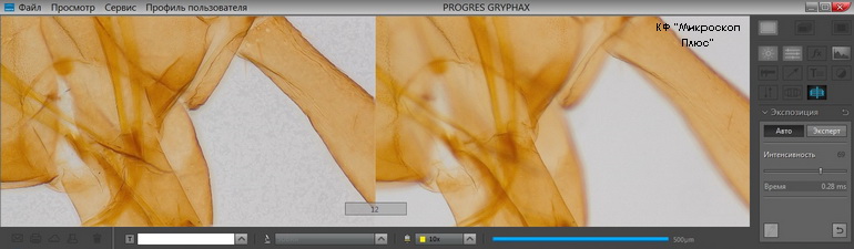 ,   ProgRes Gryphax Subra   Olympus SZ61